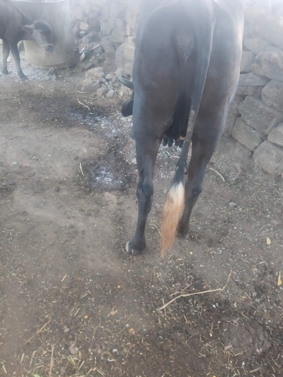 જર્સી ગાય વેસવાની છે
