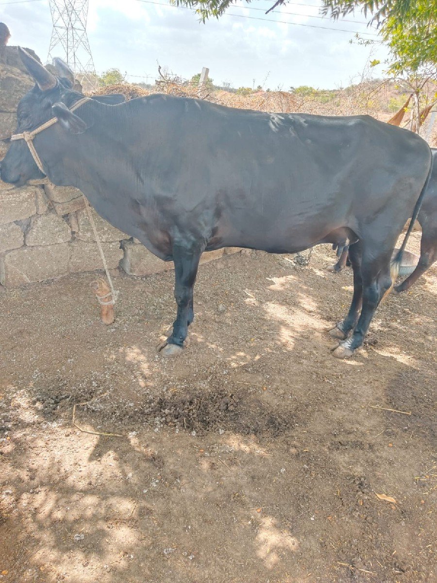 જર્સી ગાય વેસવાની છે