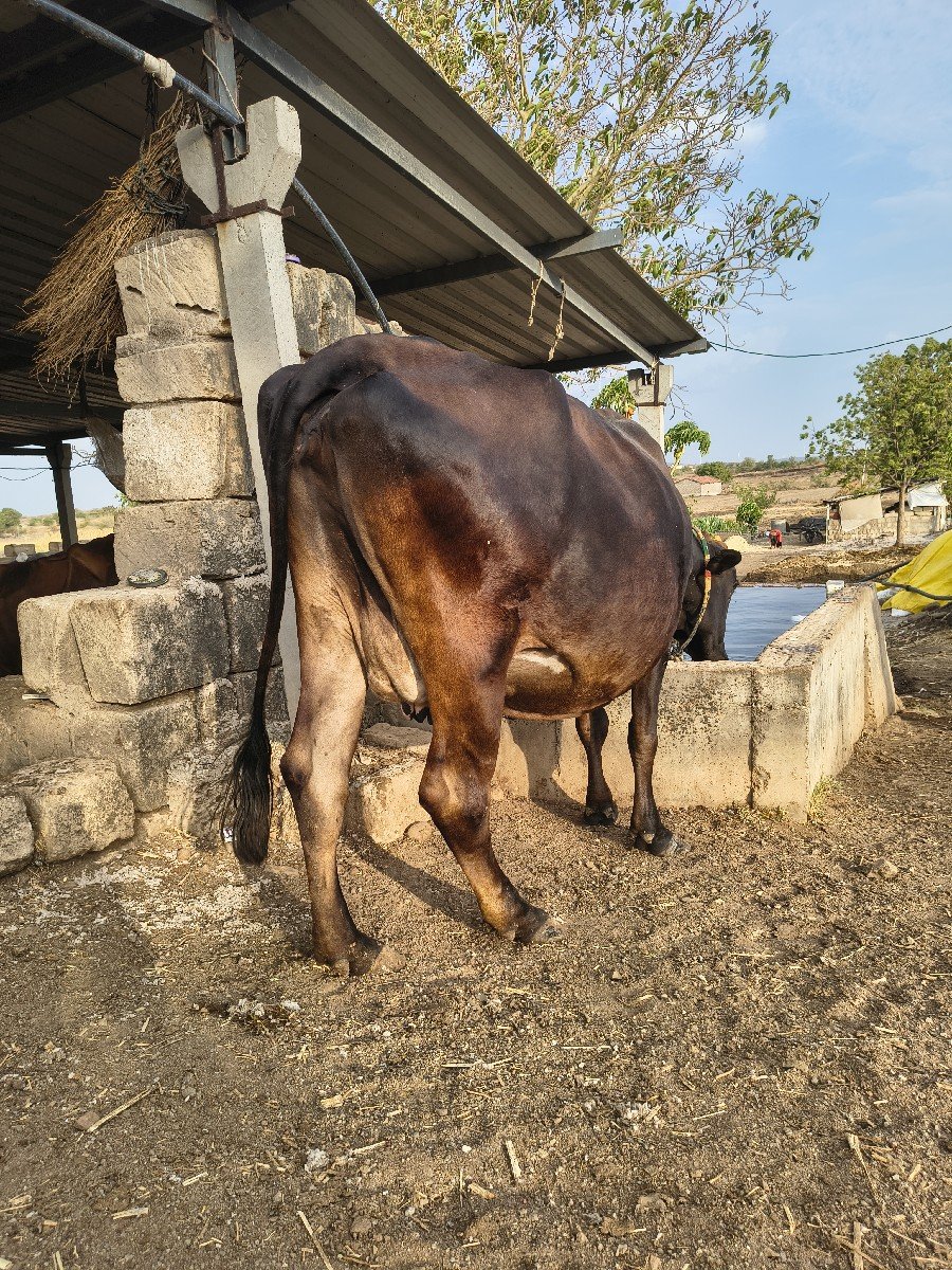ગીર ક્રોસ ઓડકી વેચવા ની સે