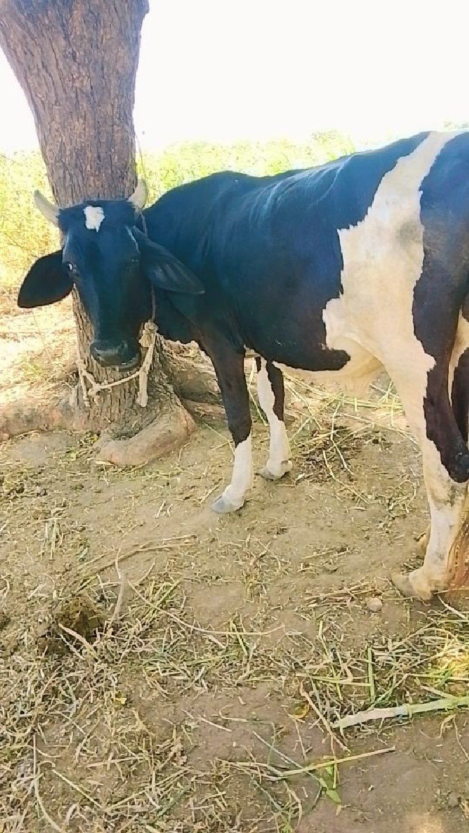 અખંડ હોડકી