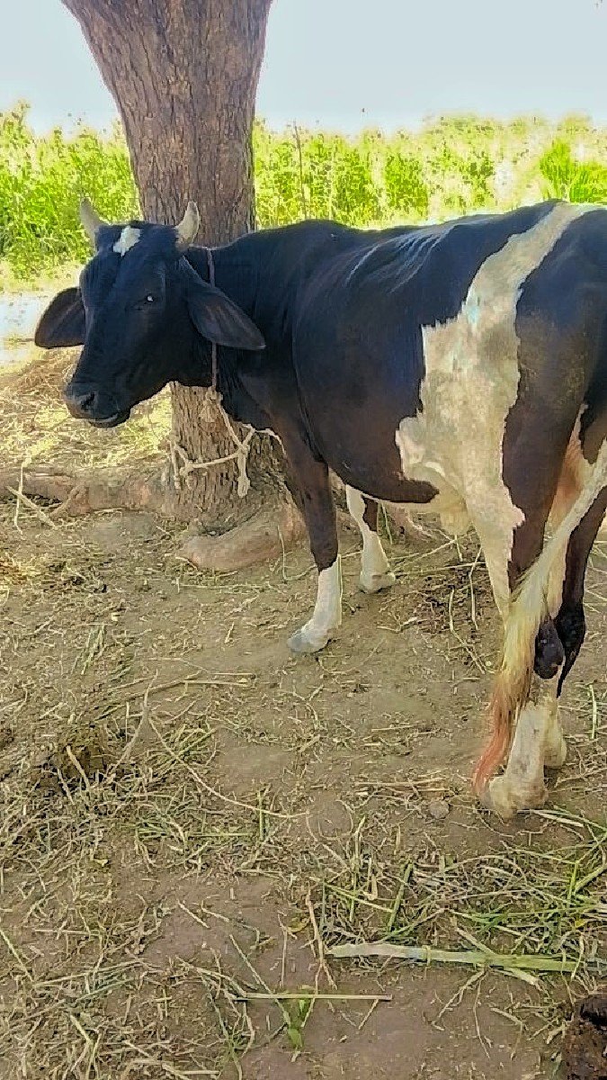 અખંડ હોડકી