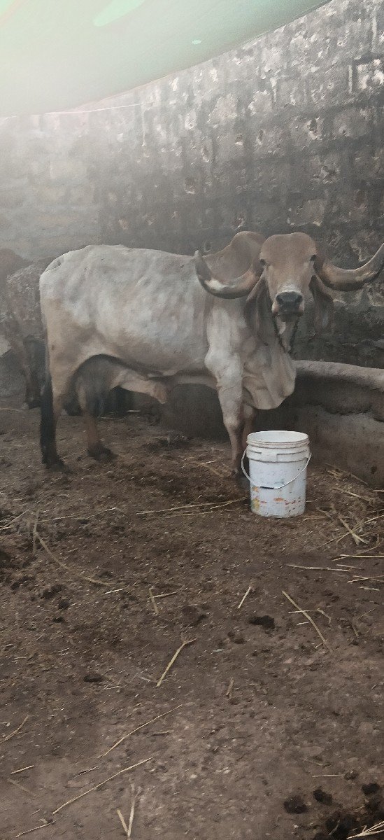 ઓરીજનલ ગીર ગાય વેસવા છે
