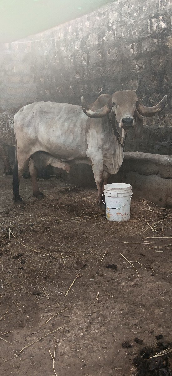 ઓરીજનલ ગીર ગાય વેસવા છે
