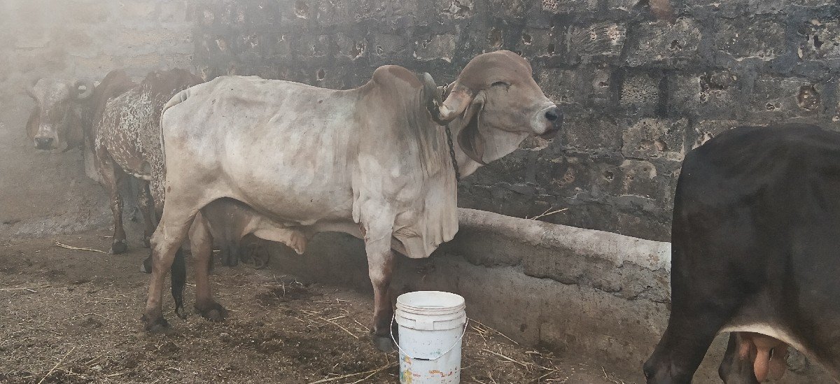 ઓરીજનલ ગીર ગાય વેસવા છે