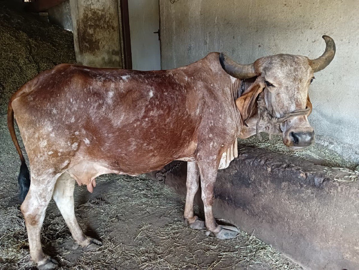ગીર દેશી ગાય
