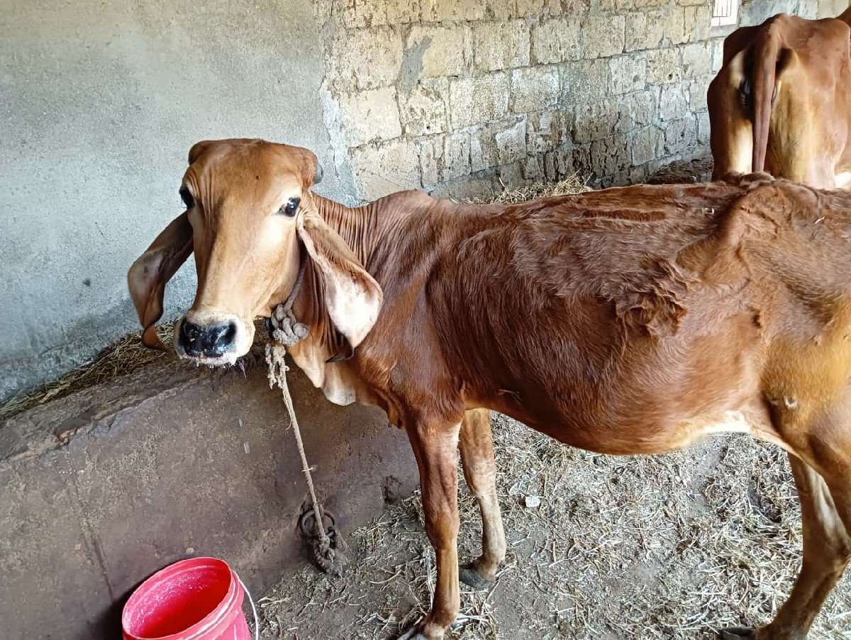 ગીર દેશી ગાય