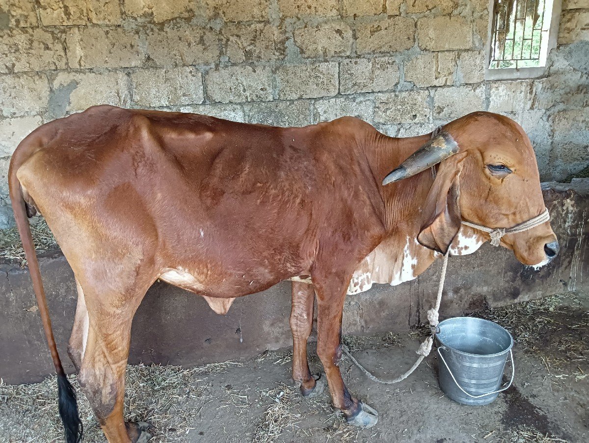 ગીર દેશી ગાય