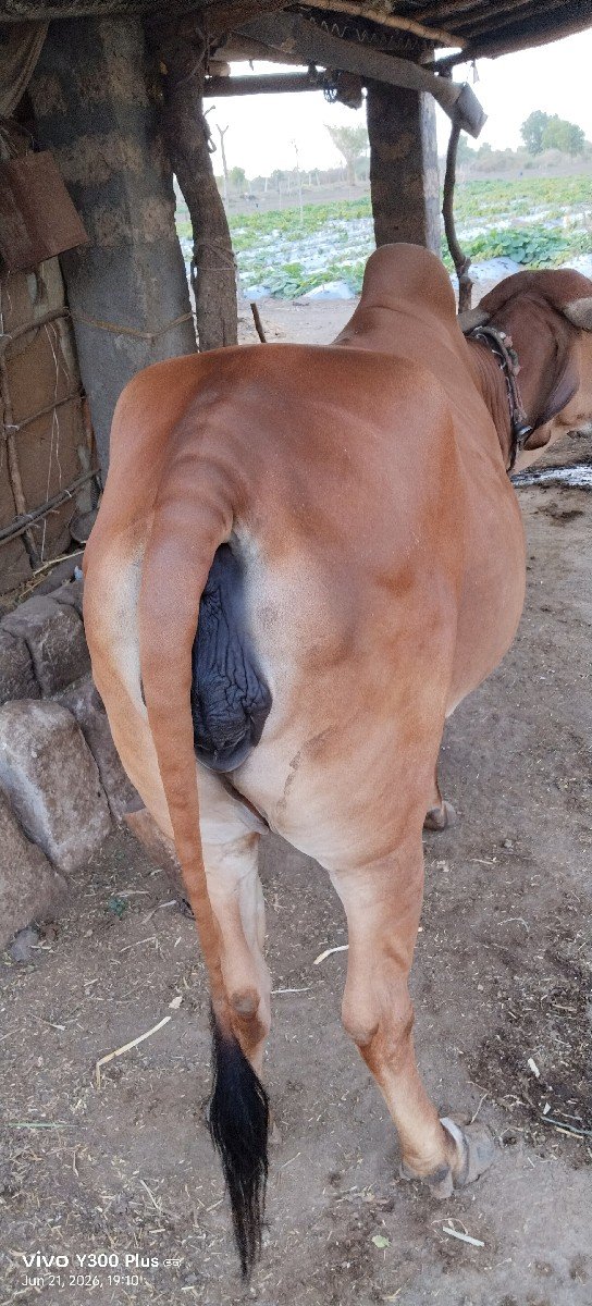 ગીરગાયવેસવાનીછે