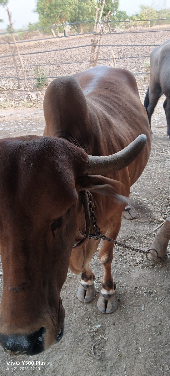 ગીરગાયવેસવાનીછે