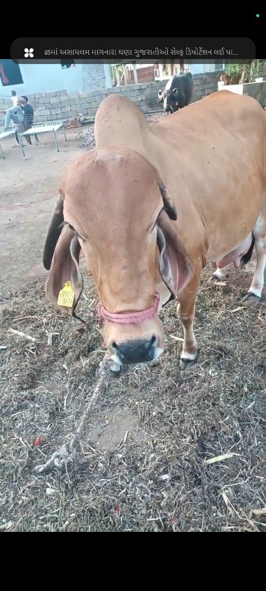 ગાય વેચવાની છે