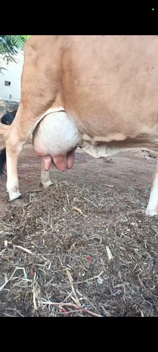 ગાય વેચવાની છે