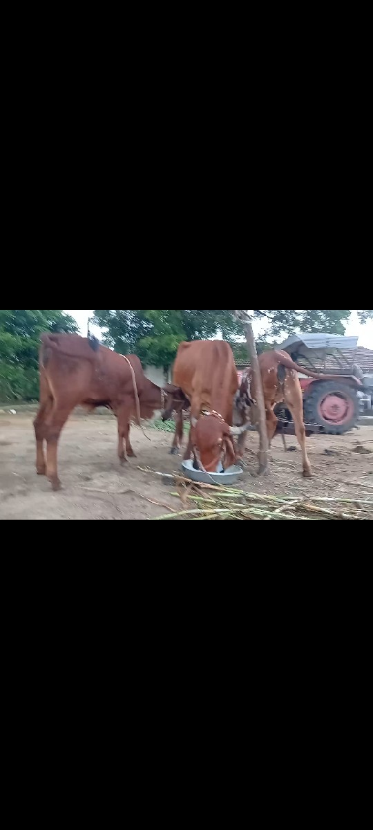 ગાય વેસવાની છે