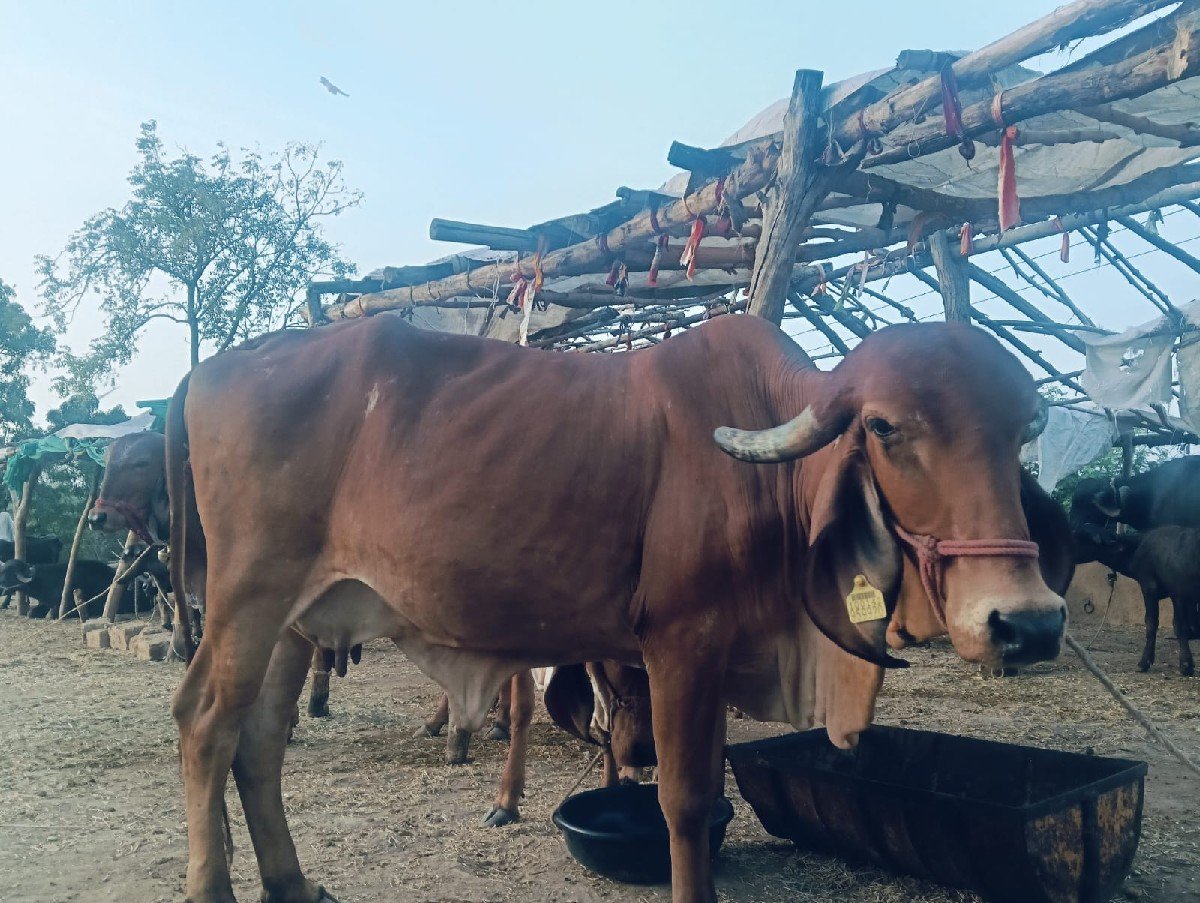 ગાય વેસવાની છે