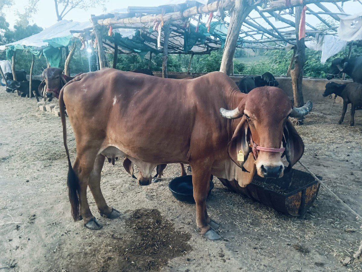 ગાય વેસવાની છે