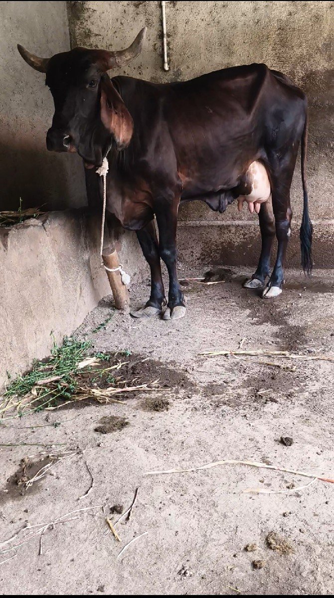 ગાય વેચવાની છે  ગીર ક્રોસ