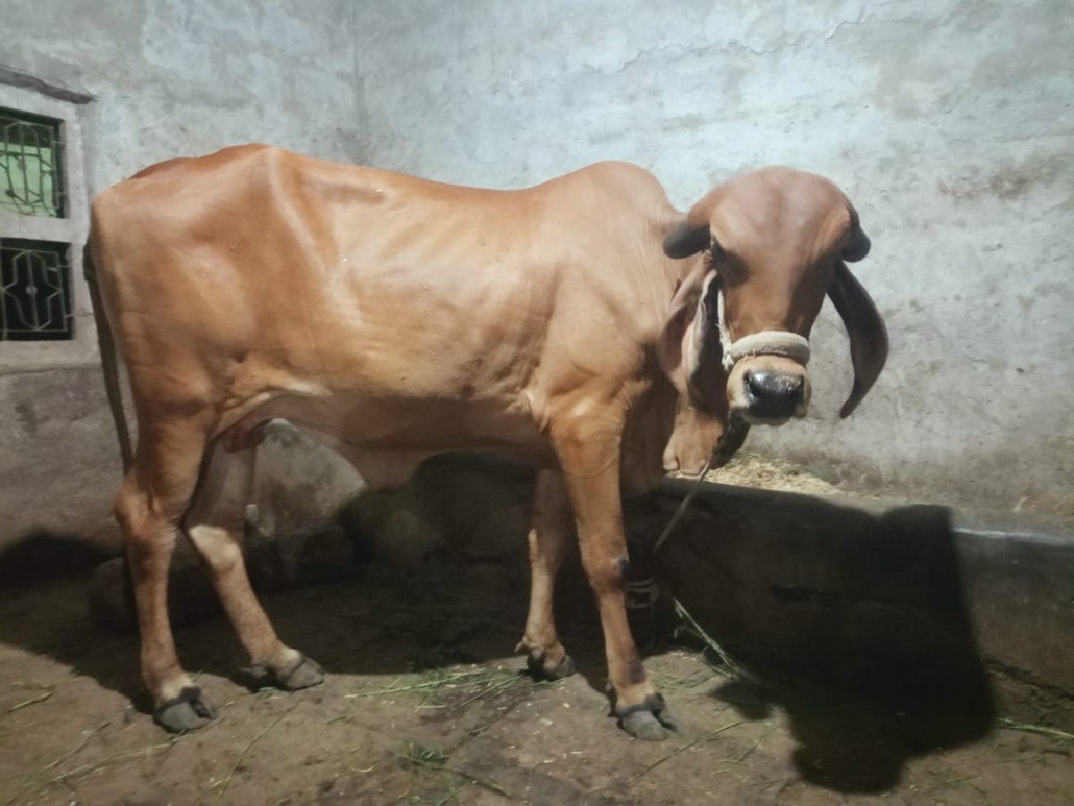 આખાય. વેસવાનીછે