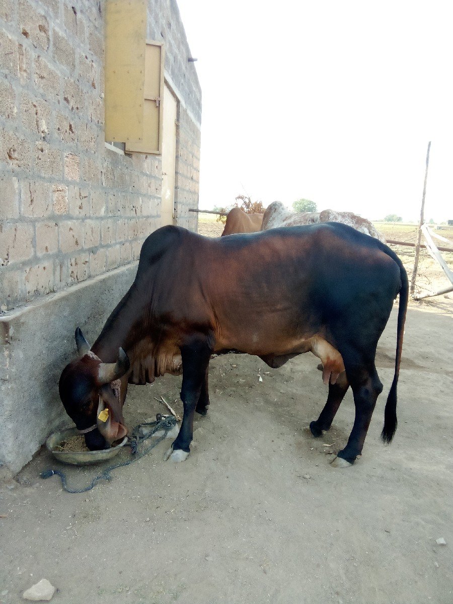 ગાઈ