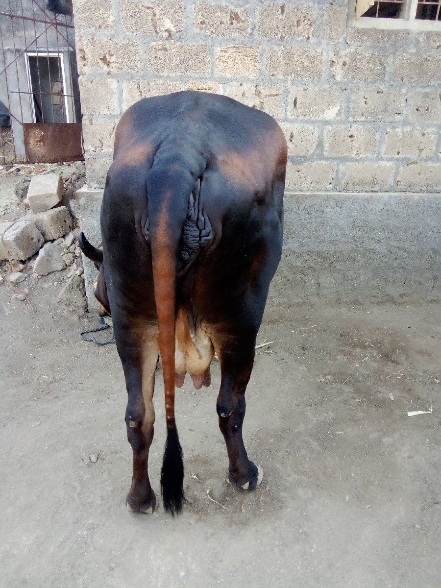 ગાઈ