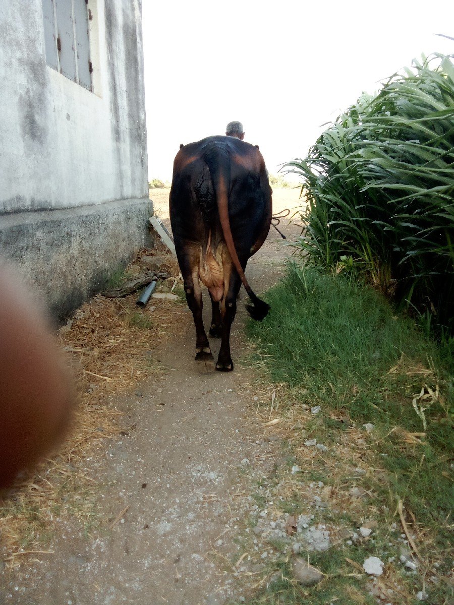 ગાઈ