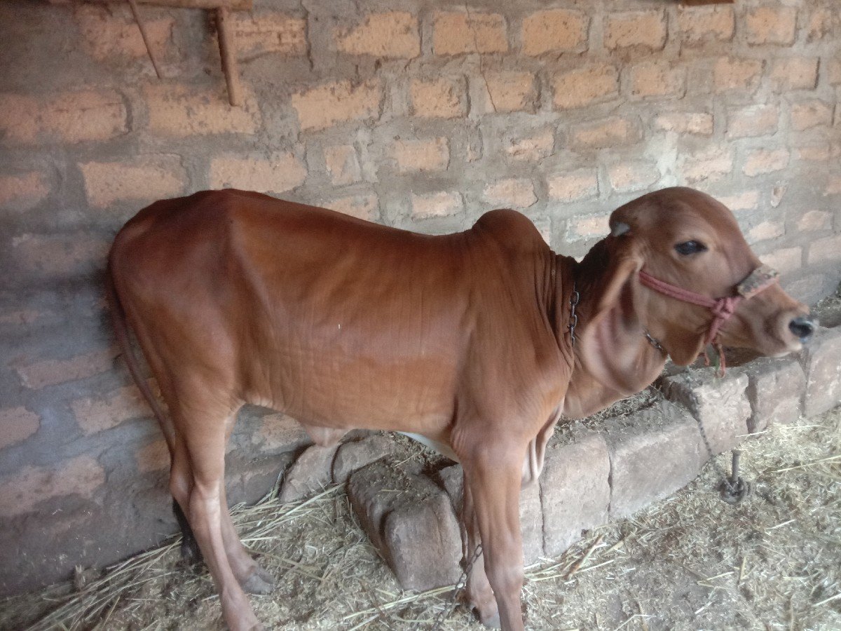 વાછડી વેચવાની છે