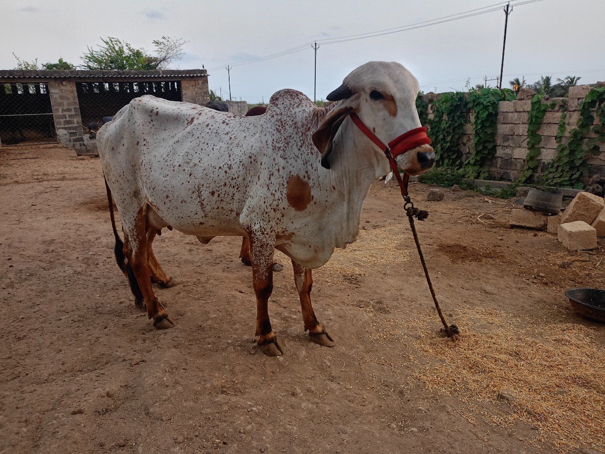 ગાય વેચવાની સે