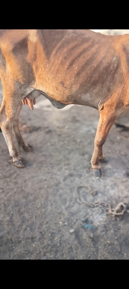ગાય વેચવાની છે