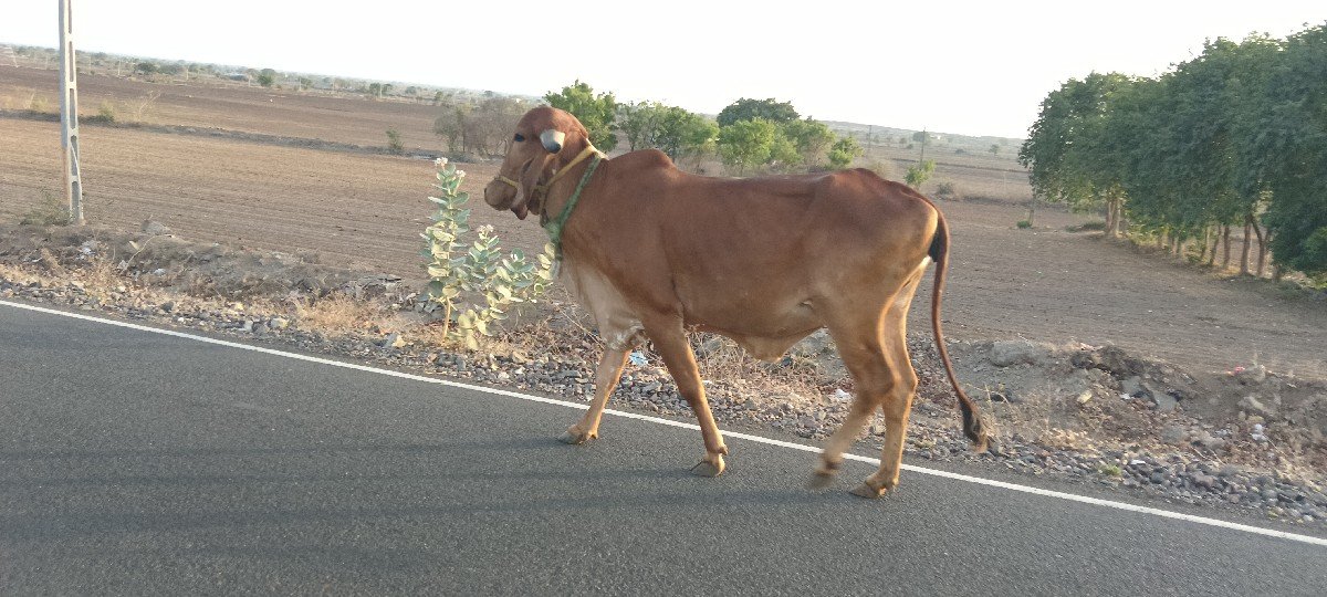 વાછડિ વેચવાની છે