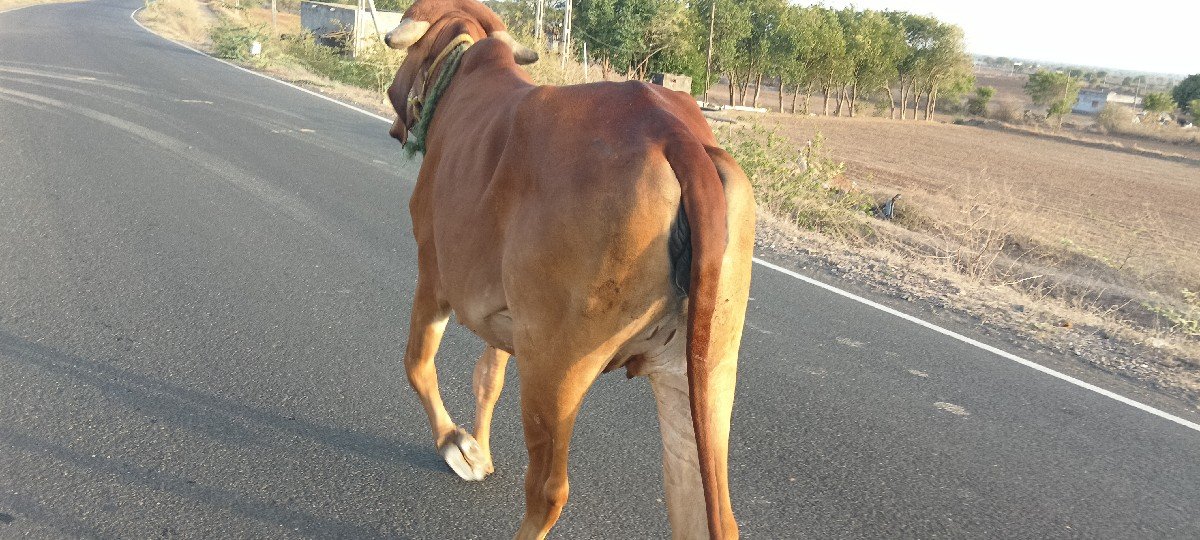 વાછડિ વેચવાની છે
