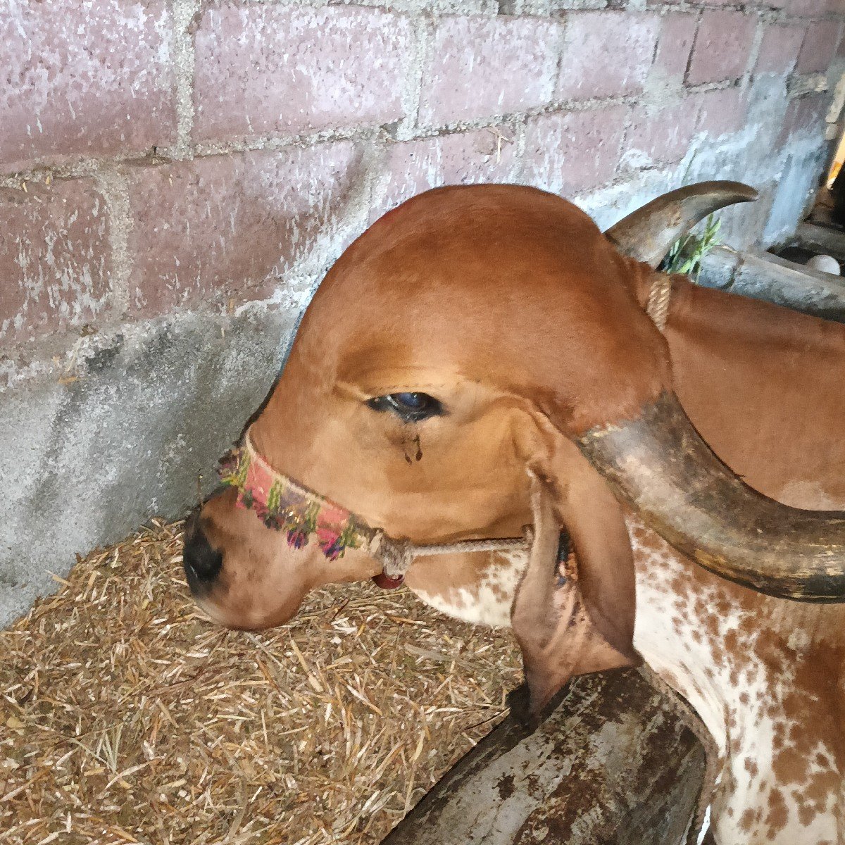 ગીર ગાય