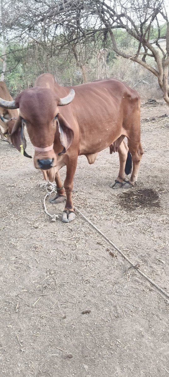 ગાય વેચવાની છે