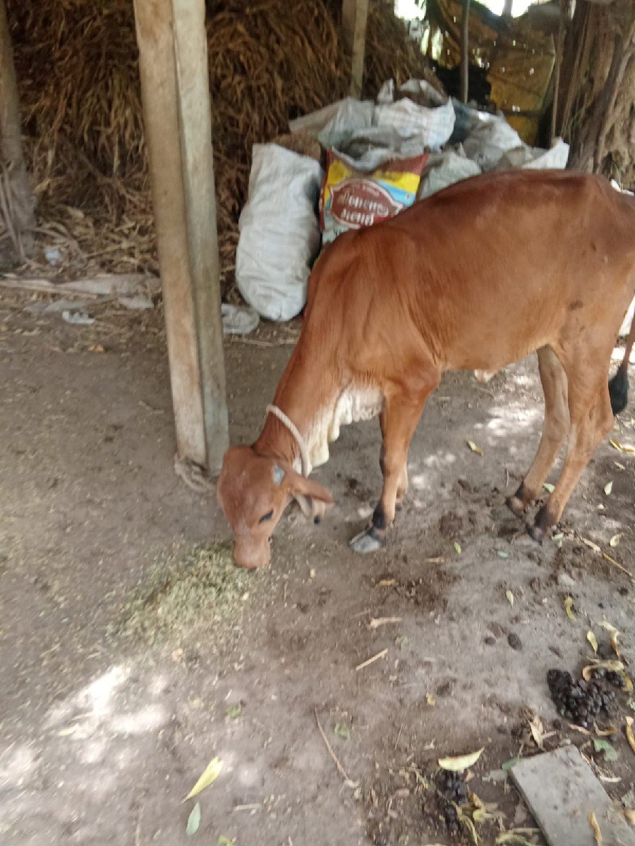 વાછડી વેચવાની છે