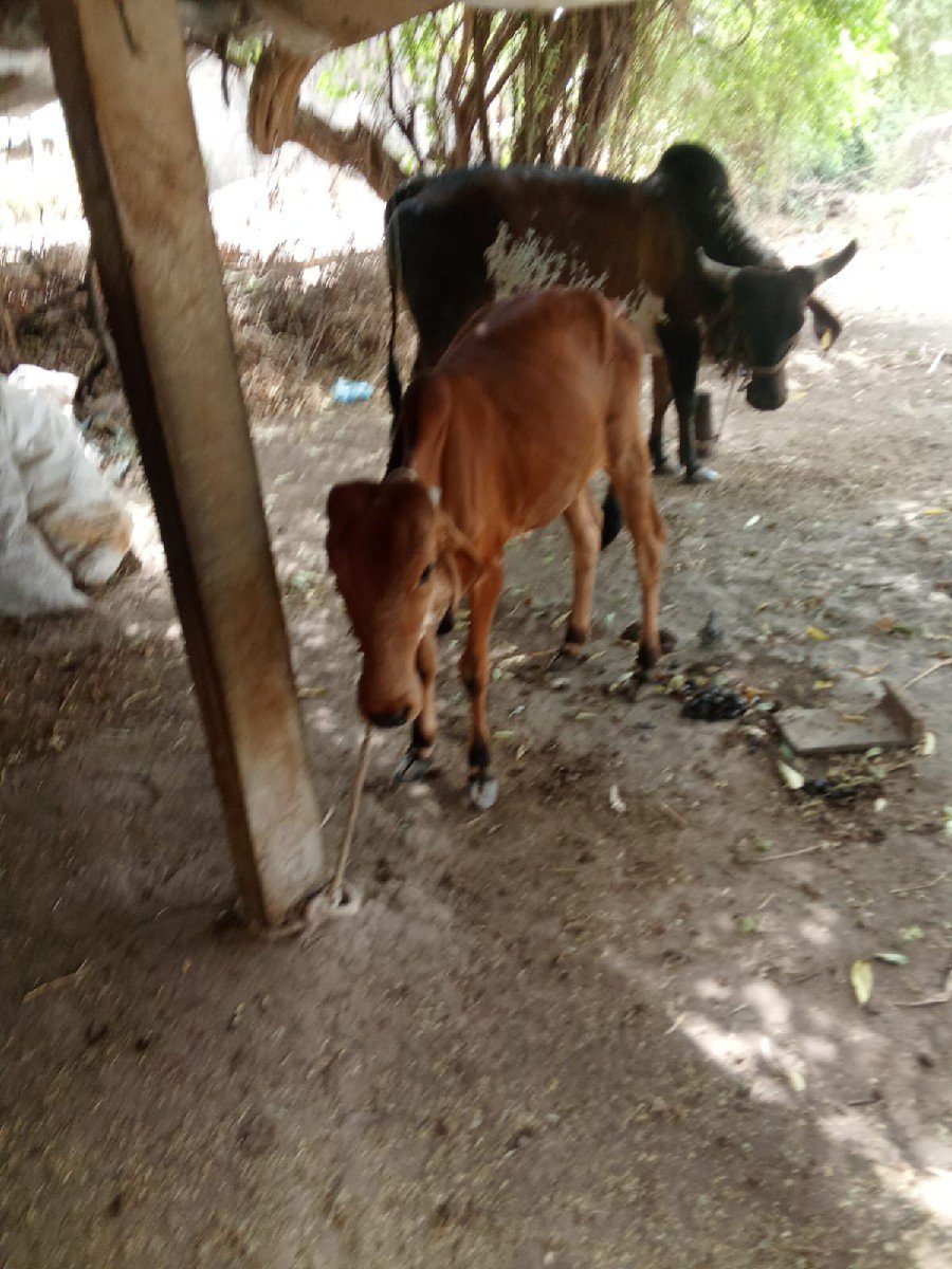 વાછડી વેચવાની છે