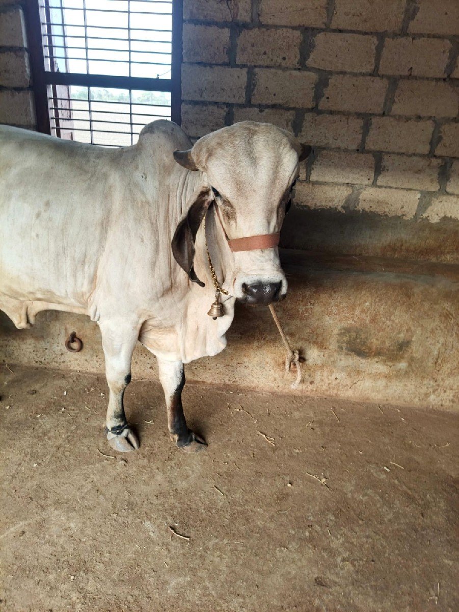 ગાય વેચવાની છે.