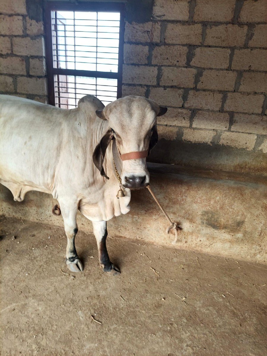 ગાય વેચવાની છે.