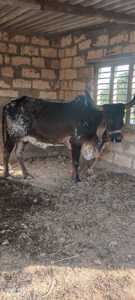 ગાય વેચવાની છે