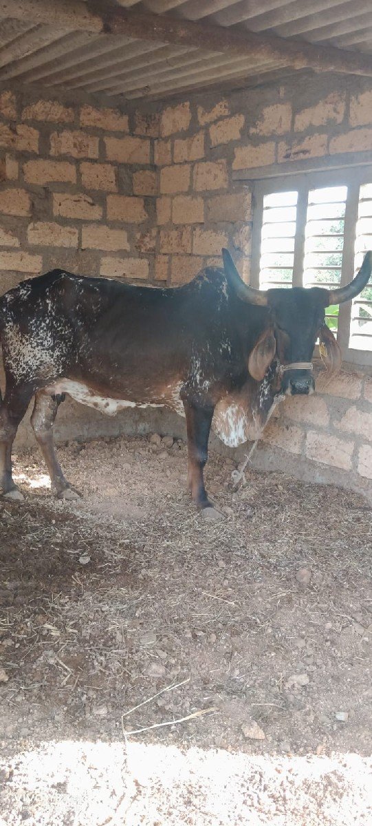 ગાય વેચવાની છે