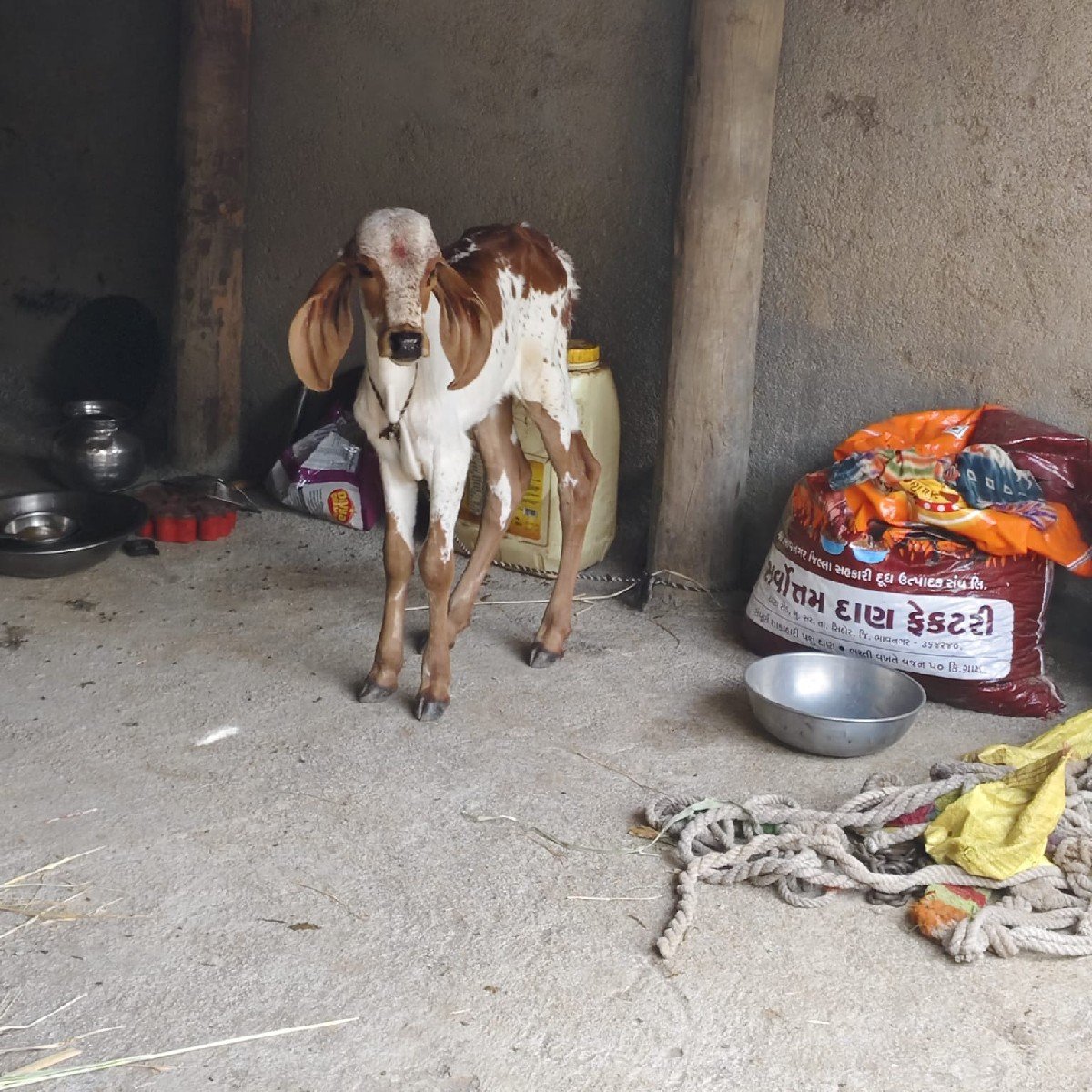 ગીર ગાય વેચવાની છે