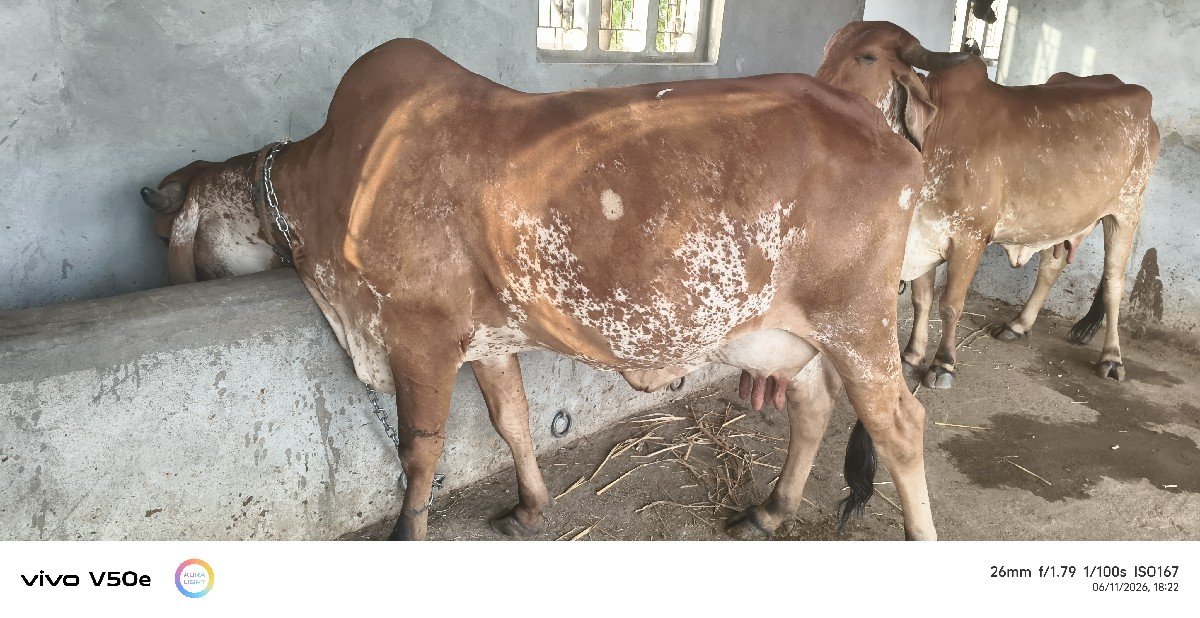 ગીર ગાય વેચવાની છે