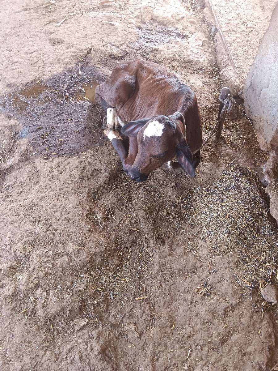 ગાયવેચવાનિછે,એસબ