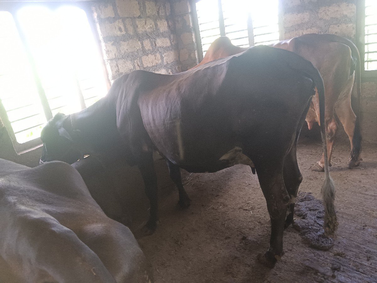 ગાયવેચવાનિછે,એસબ