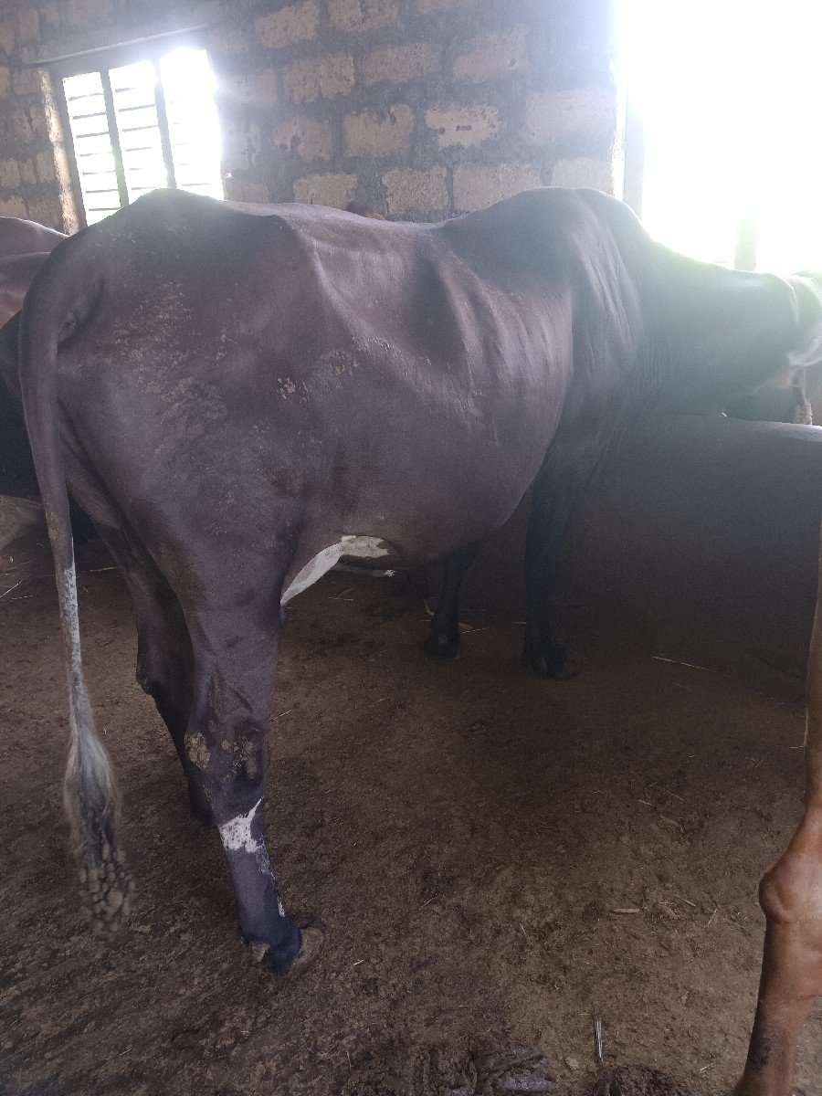 ગાયવેચવાનિછે,એસબ
