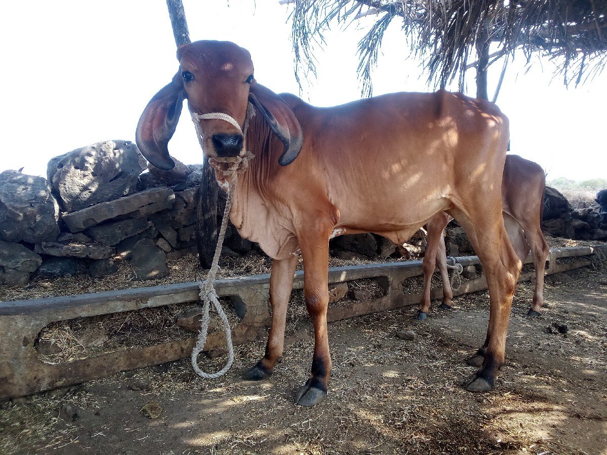 ગીર વાશડી દેવાની છે