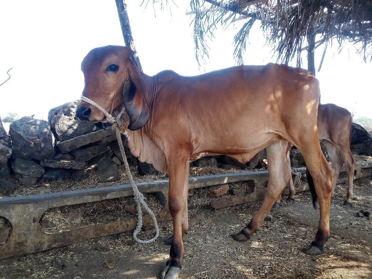 ગીર વાશડી દેવાની છે