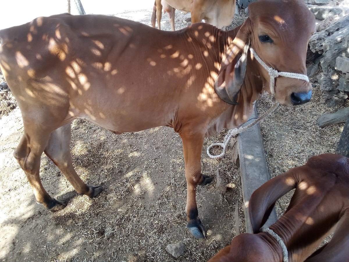 ગીર વાશડી દેવાની છે