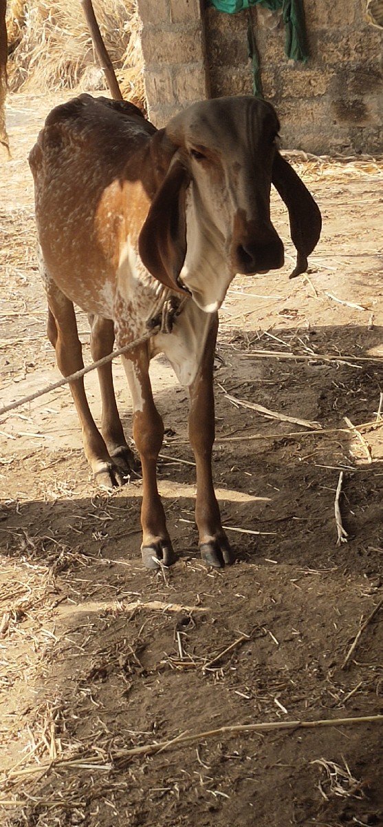ગિરવાસડીવેચવાનિછે