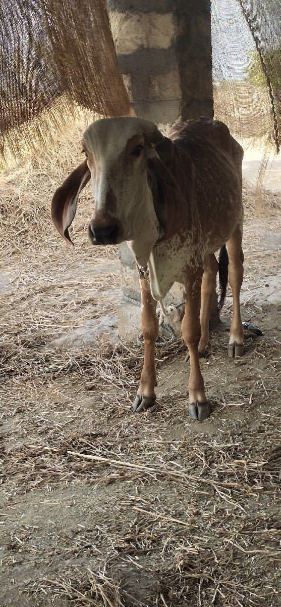 ગિરવાસડીવેચવાનિછે