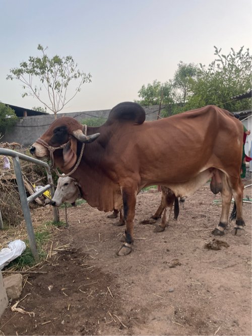 Gir bull