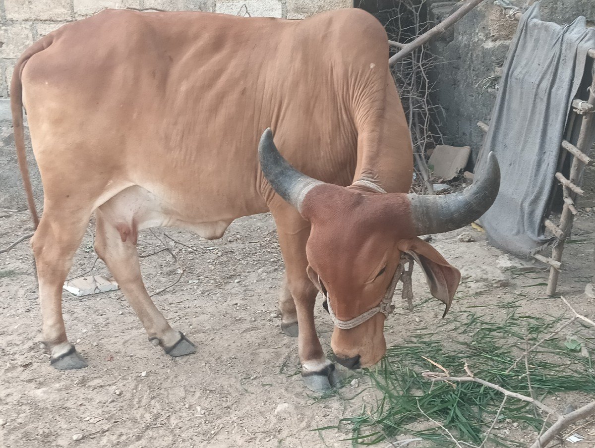વેચવાની છે