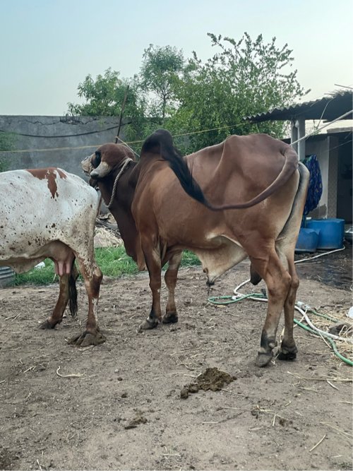 Gir bull