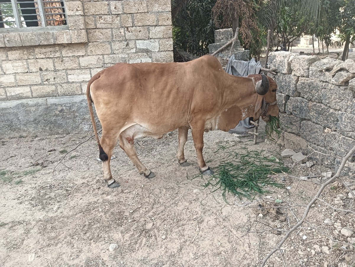 વેચવાની છે